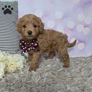 Buttercup, Cockapoo Puppy