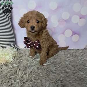 Buttercup, Cockapoo Puppy