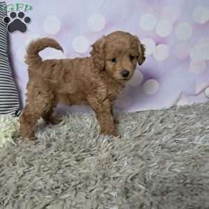 Buttercup, Cockapoo Puppy