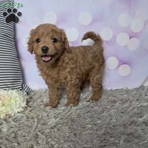 Buttercup, Cockapoo Puppy