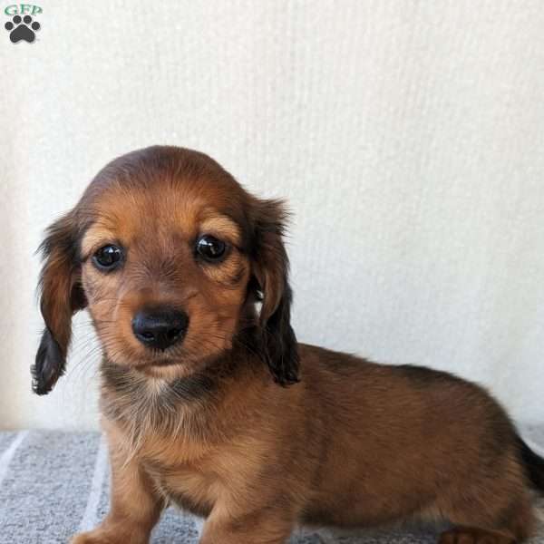 Molly-Mini, Dachshund Puppy