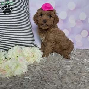 Lacy, Cockapoo Puppy