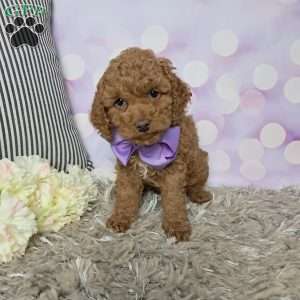 Lacy, Cockapoo Puppy