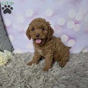 Lacy, Cockapoo Puppy