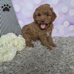 Lacy, Cockapoo Puppy