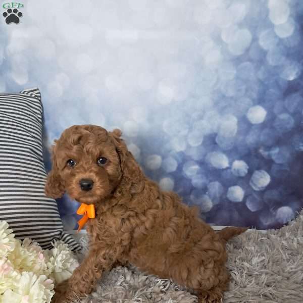 Oscar, Cockapoo Puppy