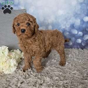 Watson, Cockapoo Puppy