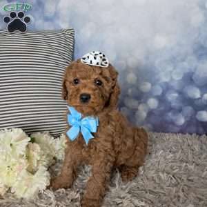 Watson, Cockapoo Puppy