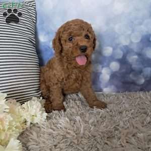 Watson, Cockapoo Puppy