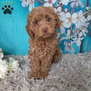 Hazel Noel, Cockapoo Puppy