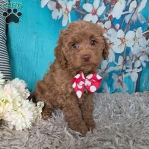 Hazel Noel, Cockapoo Puppy