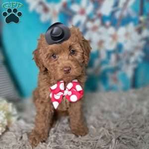 Hazel Noel, Cockapoo Puppy