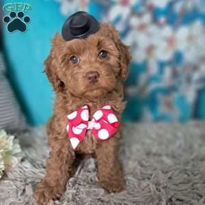 Hazel Noel, Cockapoo Puppy