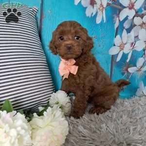 Ariel, Cockapoo Puppy