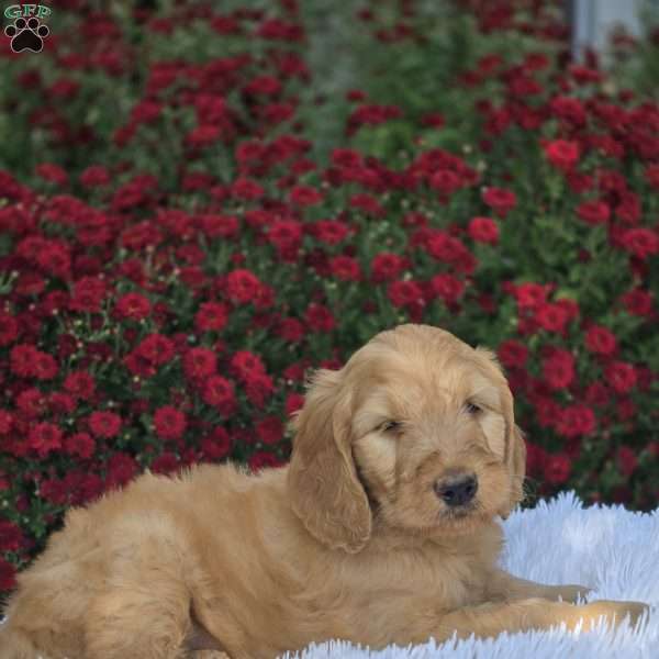 Archer, Goldendoodle Puppy