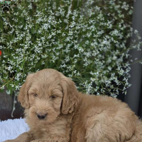 Ash, Goldendoodle Puppy