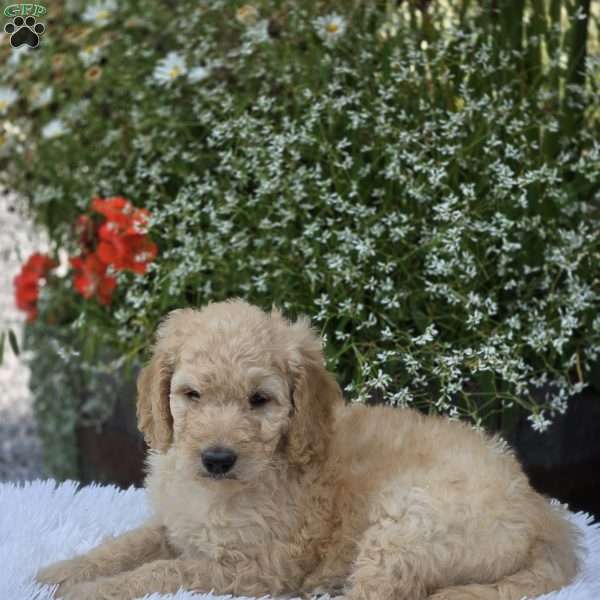 Axel, Goldendoodle Puppy