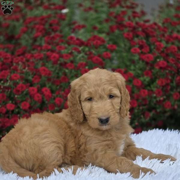 Alexa, Goldendoodle Puppy