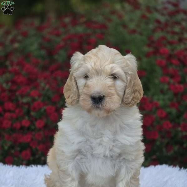 Allie, Goldendoodle Puppy