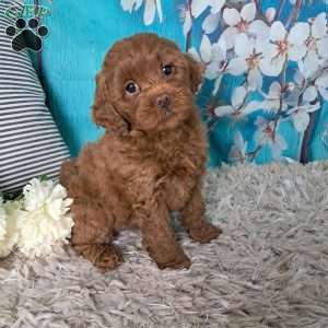 Ariel, Cockapoo Puppy