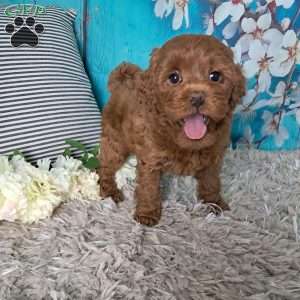 Ariel, Cockapoo Puppy