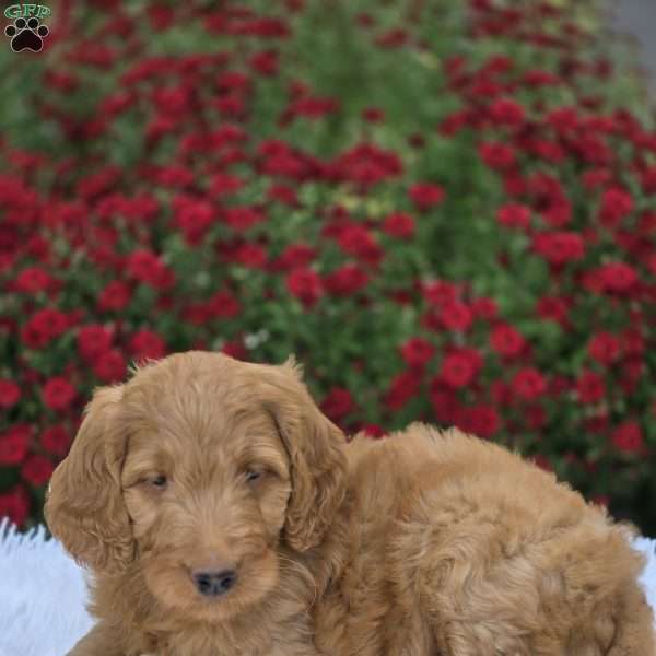 Autumn, Goldendoodle Puppy