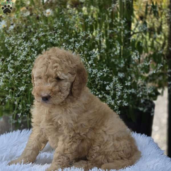 Ariel, Goldendoodle Puppy