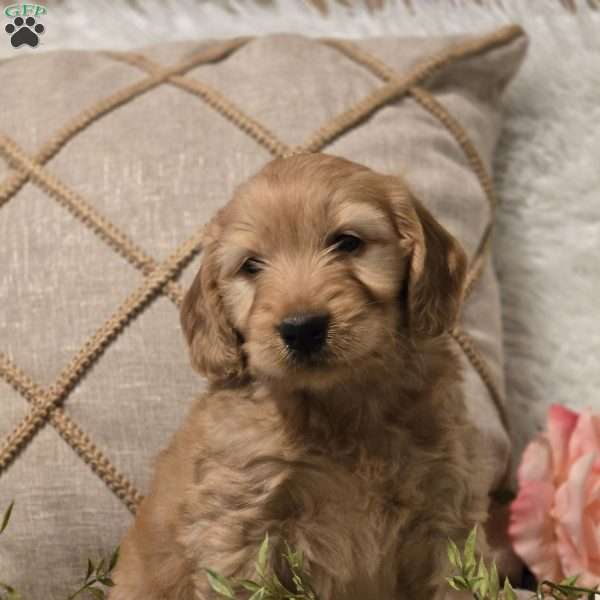 Milo, Mini Goldendoodle Puppy