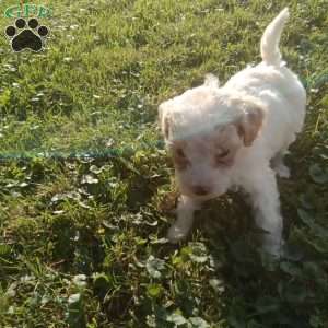 Biscuit, Miniature Poodle Puppy