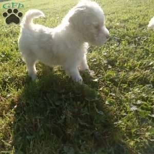 Biscuit, Miniature Poodle Puppy