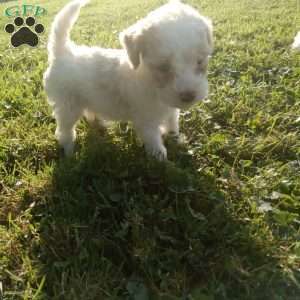 Biscuit, Miniature Poodle Puppy