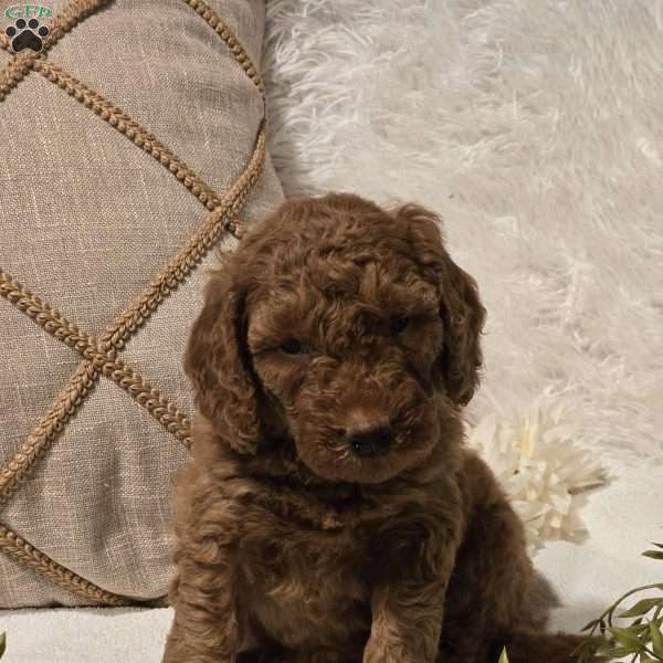 Mindy, Mini Goldendoodle Puppy