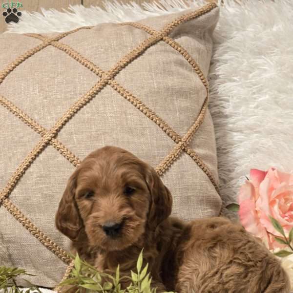 Miller, Mini Goldendoodle Puppy