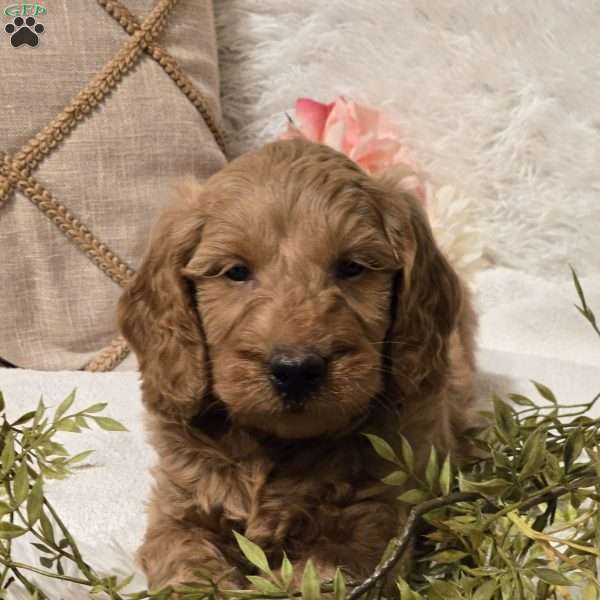 Max, Mini Goldendoodle Puppy