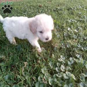 Biscuit, Miniature Poodle Puppy