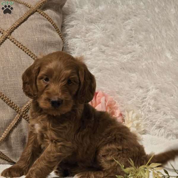 Maverick, Mini Goldendoodle Puppy