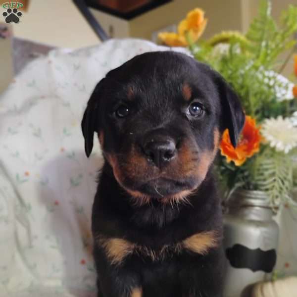 Wendy, Rottweiler Puppy