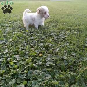 Biscuit, Miniature Poodle Puppy