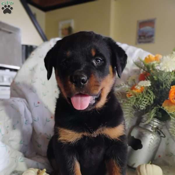 Willow, Rottweiler Puppy