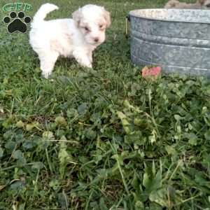 Biscuit, Miniature Poodle Puppy