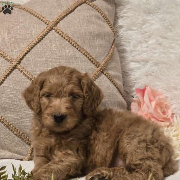 Mason, Mini Goldendoodle Puppy