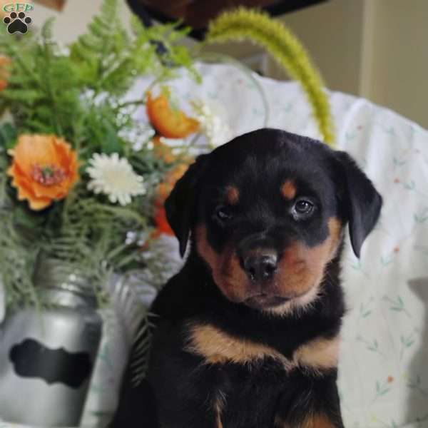 Wendy, Rottweiler Puppy