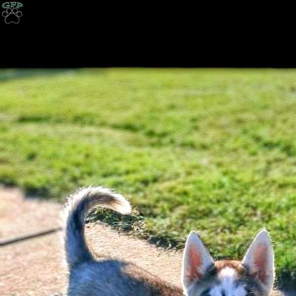 Remi, Siberian Husky Puppy