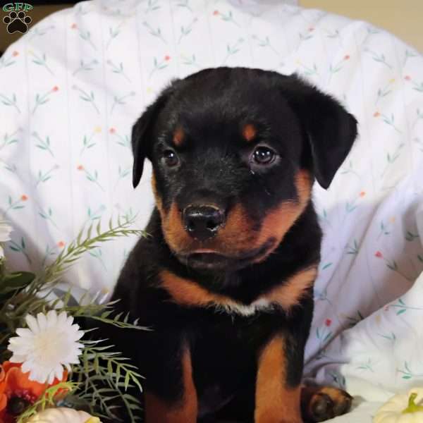 Waylon, Rottweiler Puppy