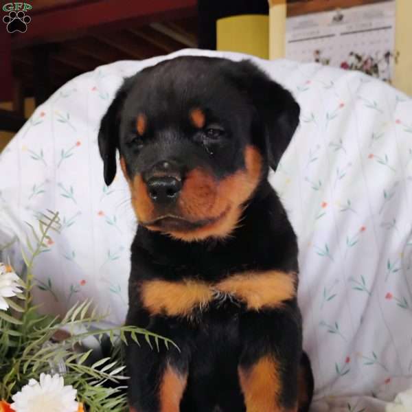 Warrior, Rottweiler Puppy