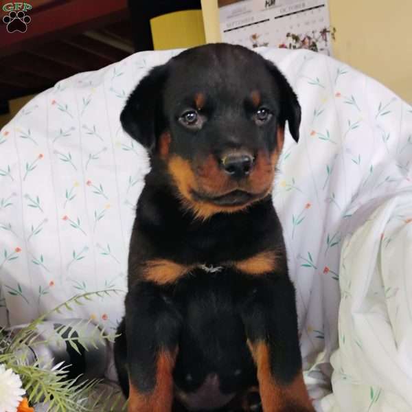 Will, Rottweiler Puppy