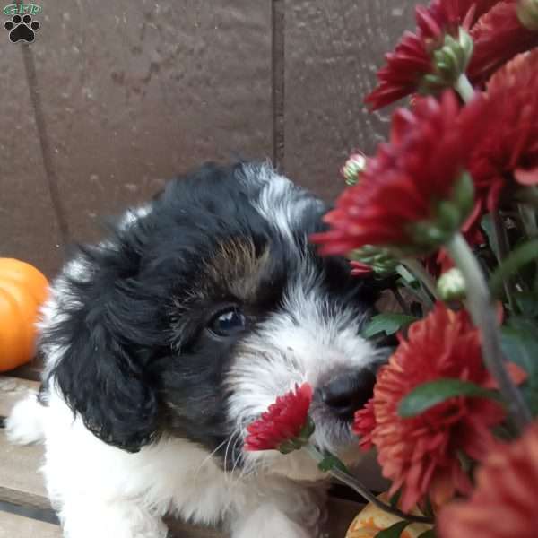 Rex, Pomapoo Puppy