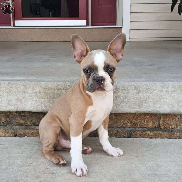 Camo, Boston Terrier Puppy