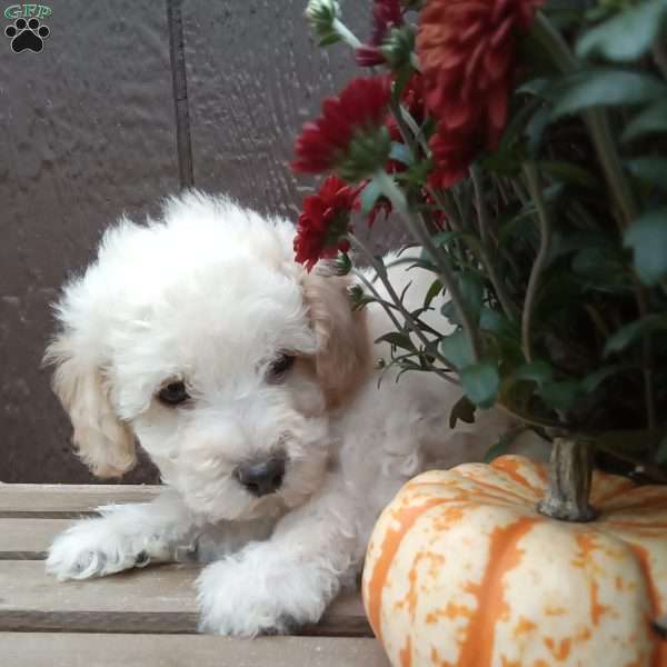 Buddy, Miniature Poodle Puppy