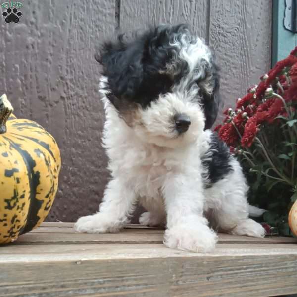 Buster, Miniature Poodle Puppy